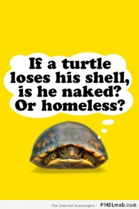 If a turtle loses his shell humor at PMSLweb.com