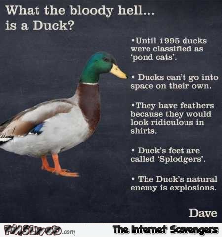 What the bloody hell is a duck humor  - Tuesday PMSL @PMSLweb.com