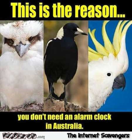Why you don’t need an alarm clock in Australia meme – TGIF hilarious pictures @PMSLweb.com