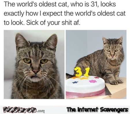 The world’s oldest cat funny meme @PMSLweb.com