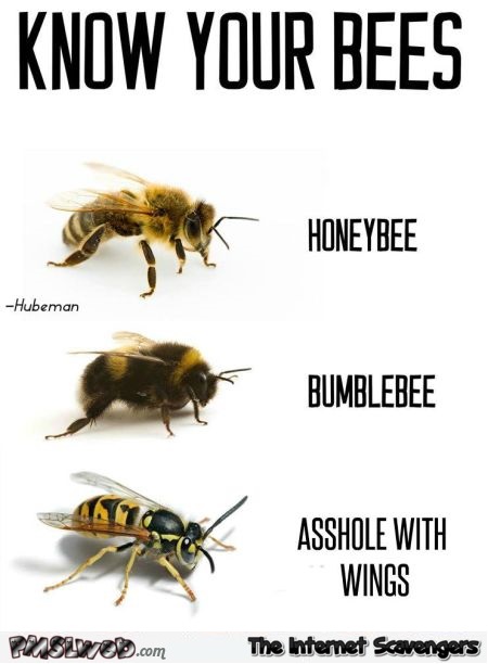 Know your bees funny meme @PMSLweb.com